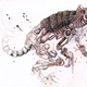 Illustration for article titled What if the entire animal kingdom went cybernetic?